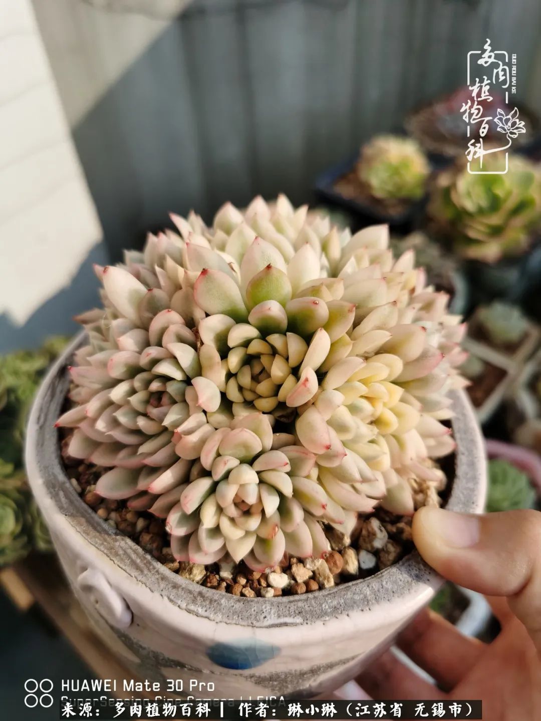 又到多肉变美时，一切都鼓励我积极向前