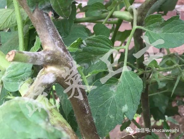 番茄细菌性斑点病图片,番茄细菌性褐斑病怎样治疗