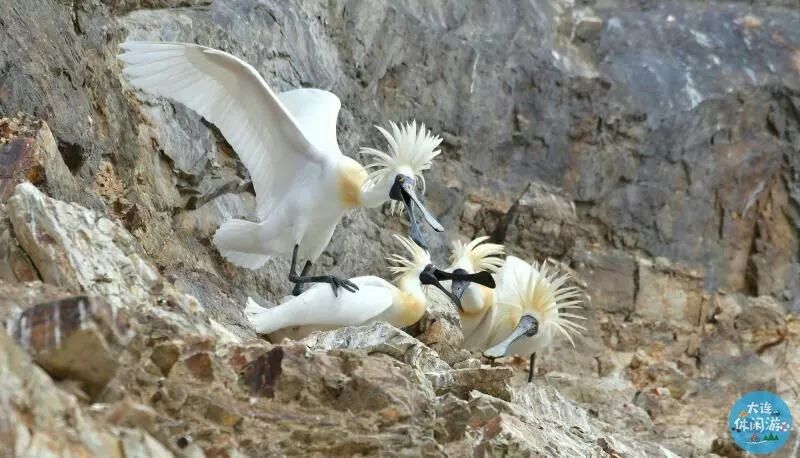 大连海岛几月游玩比较好,大连海岛旅游哪个岛最好