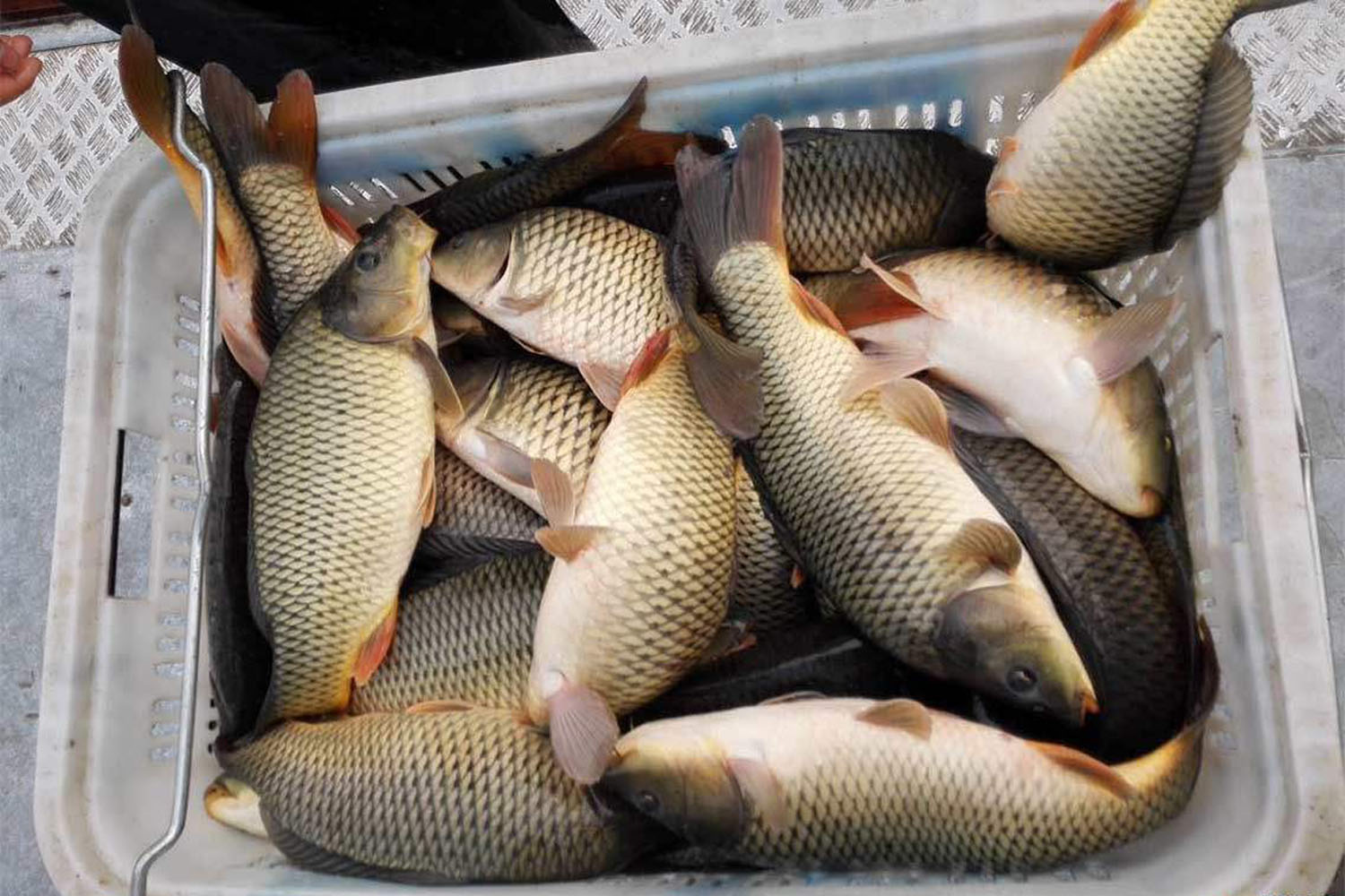 夏季钓鲤鱼小黄面配什么饵料最好,小黄面饵料钓鲤鱼是哪种