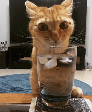 矿泉水要烧开给猫咪喝吗,猫咪纯净水需要烧开给猫咪喝吗