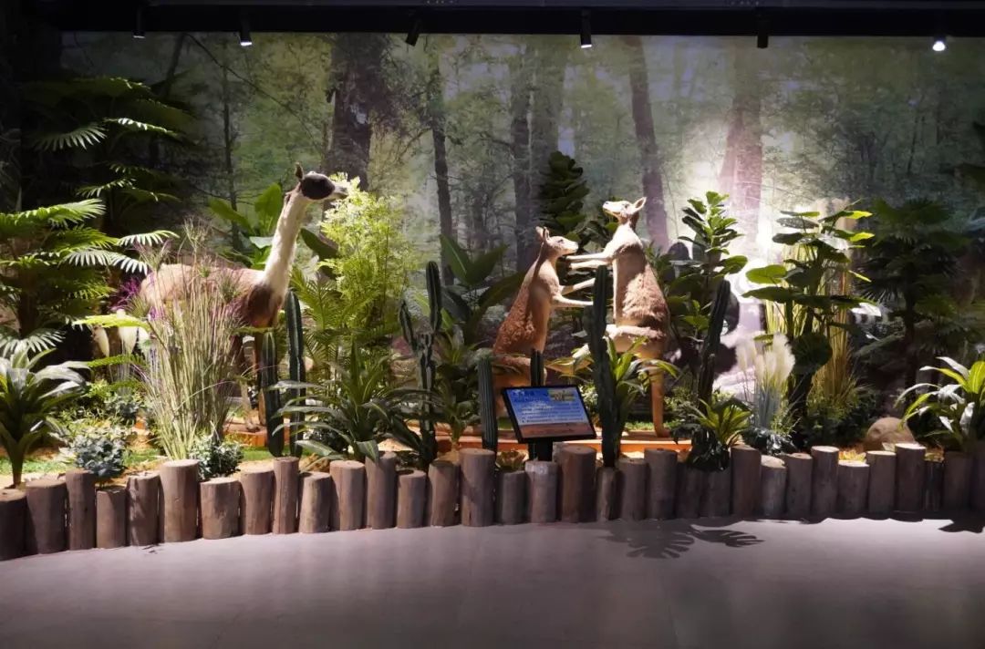 金牛湖野生动物王国过年去怎么样,金牛湖野生动物王国游玩时间