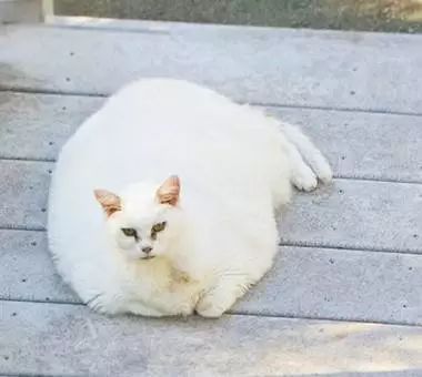 来聊聊猫咪狗狗的事,爱宠常见肠道问题