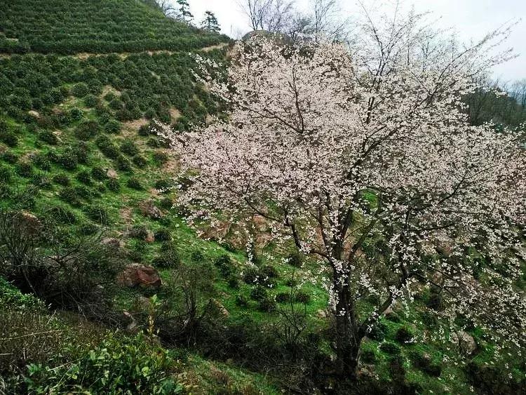 六安霍山蝙蝠洞茶叶,安徽六安蝙蝠洞瓜片