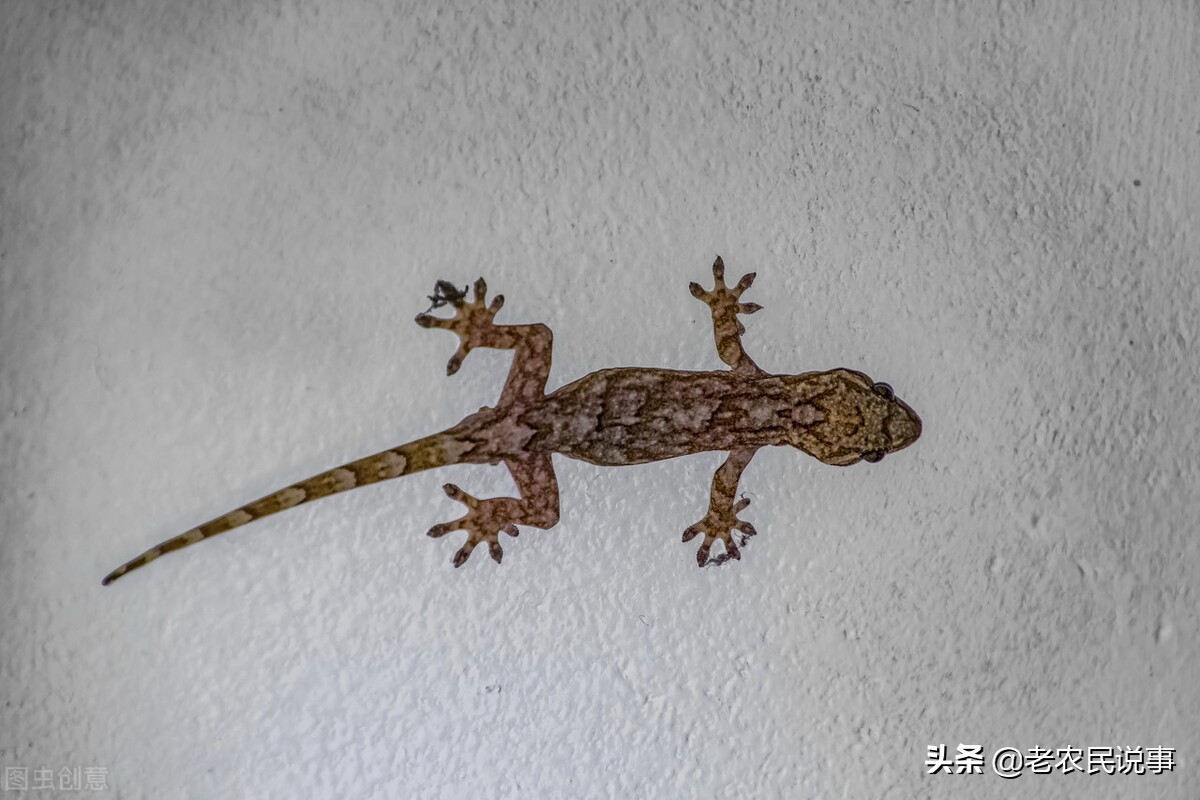 壁虎能进门缝吗,农村家里有壁虎是屋里潮吗