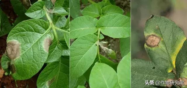 马铃薯病害知识与防治书籍,马铃薯黑胫病病害及防治方法