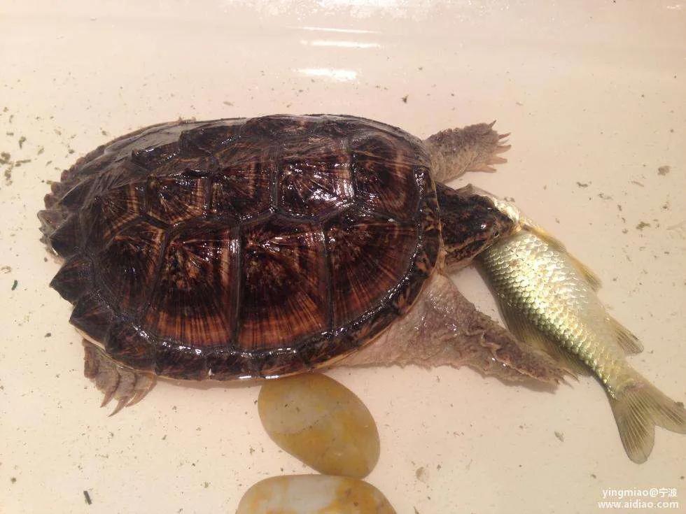 家里养龟的方法和技巧,养龟技巧视频教程全集