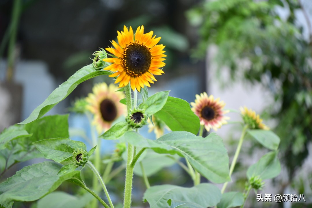 这个夏天我在花园里种向日葵|园丁