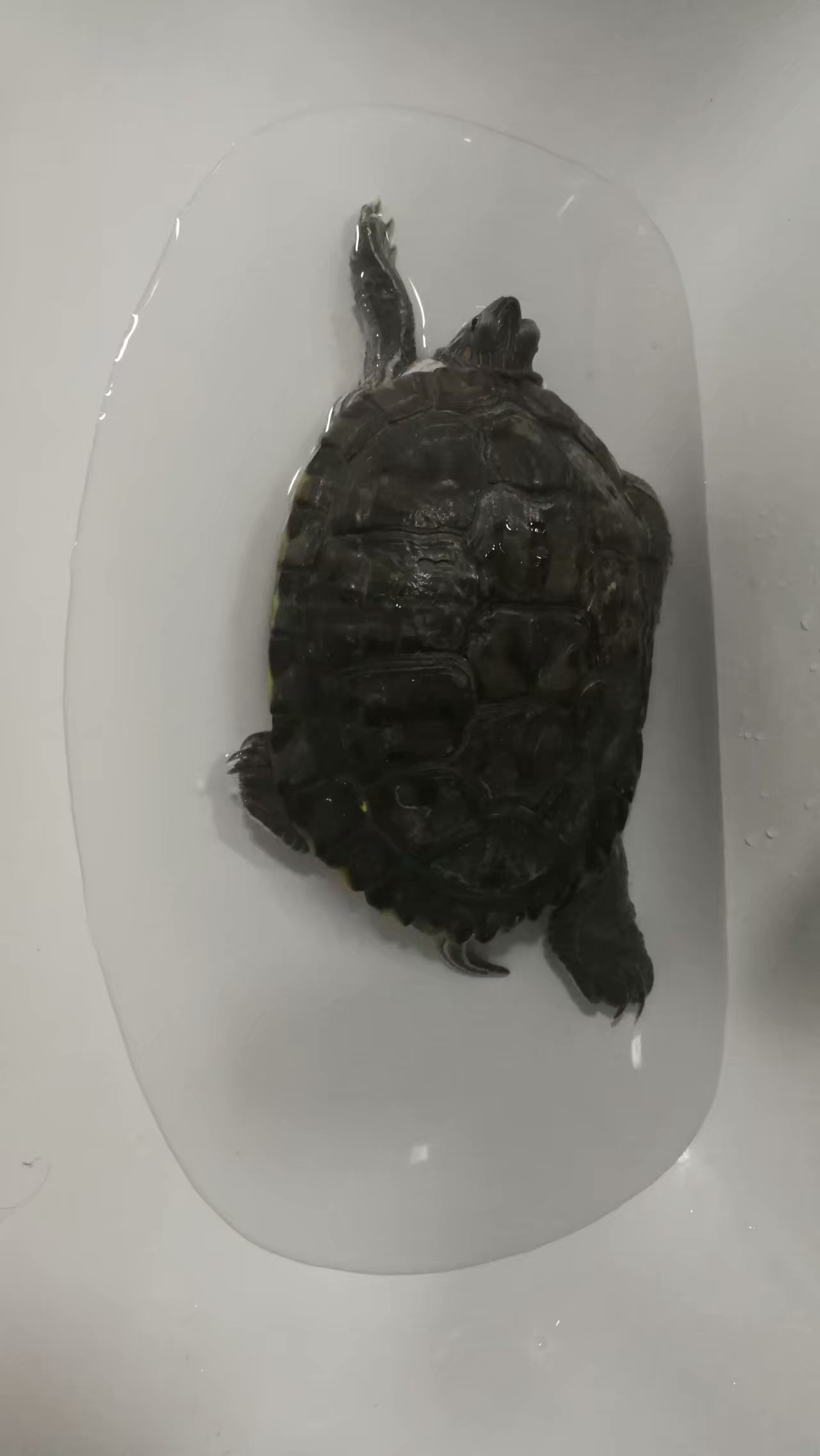 日本老人养一只大乌龟,养12年的大乌龟被找到