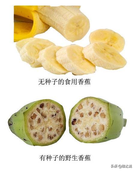 长得高大像“树”的香蕉树却是“草”,天生有籽却靠无籽誉满全球