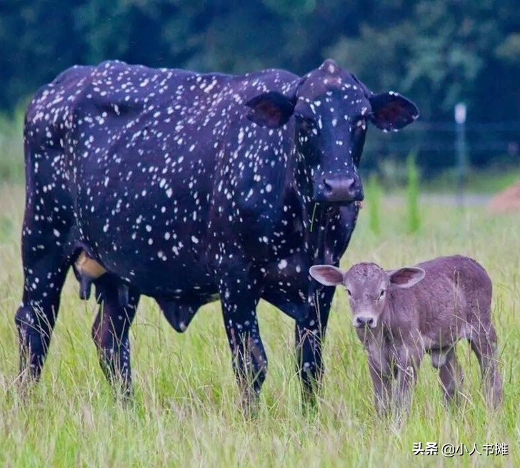 17张能让你发笑的动物照片,拒绝摆拍2019年最搞笑的动物照片