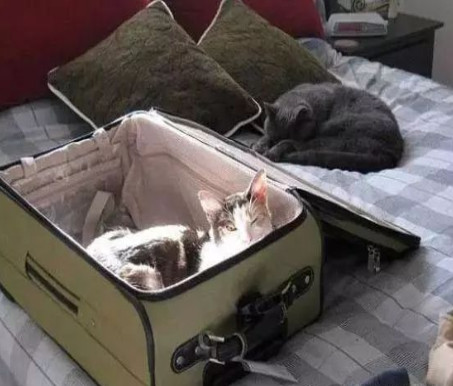 举报偷渡走私,偷渡被捕的猫