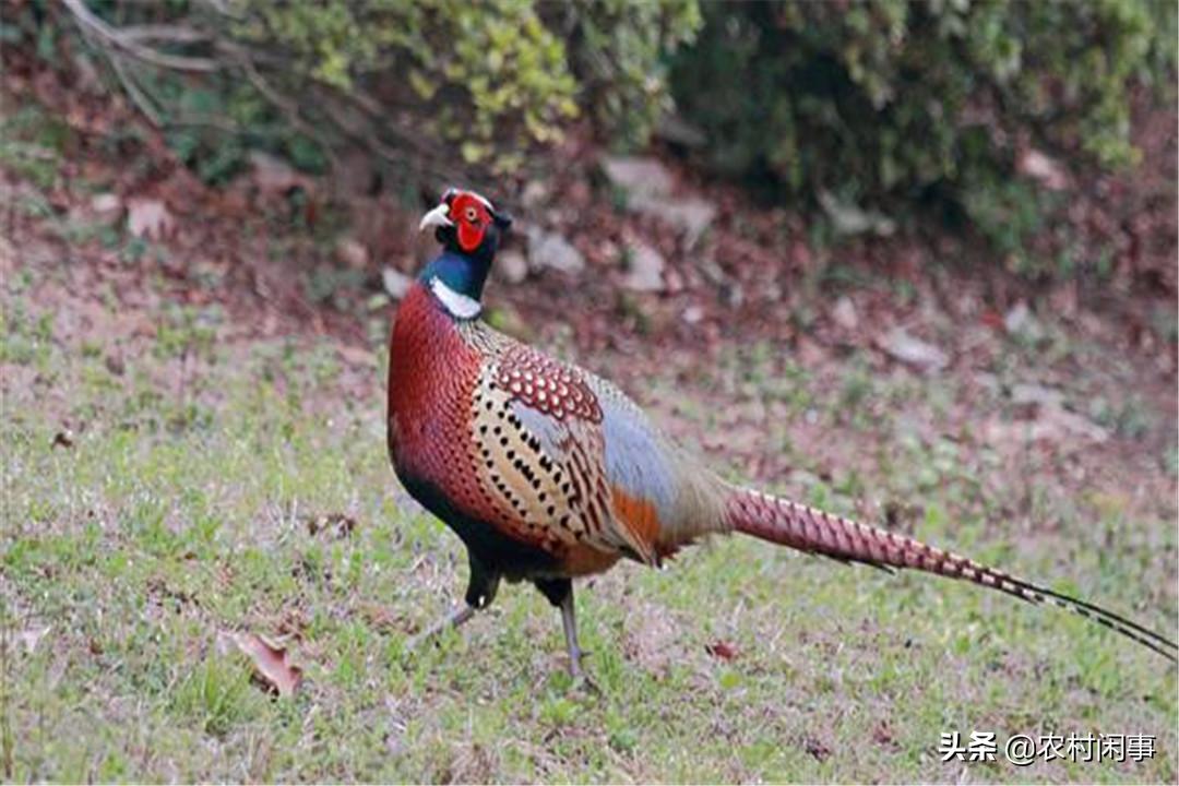 野鸡高产技术视频,野鸡培育技术