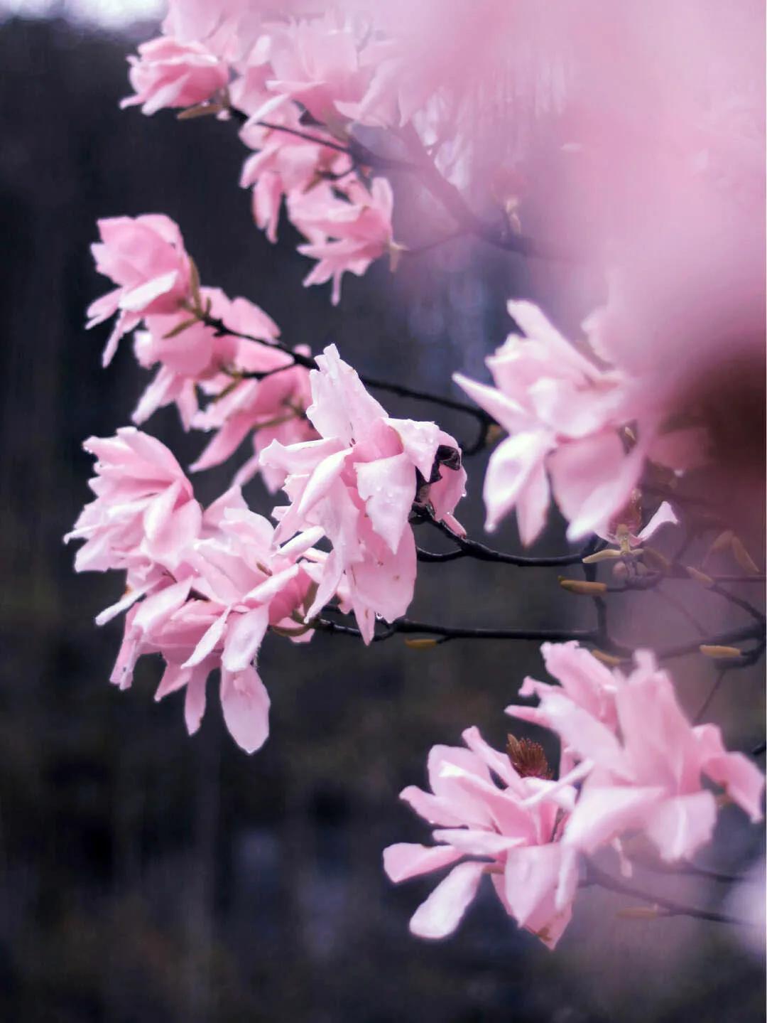 李子柒家乡成旅游景点,李子柒乡愁