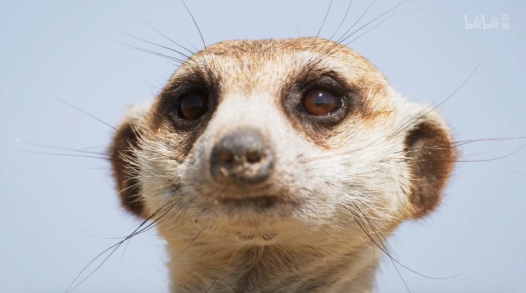 豆瓣评分9.5以上的国产电影有哪些,十部顶级神片推荐