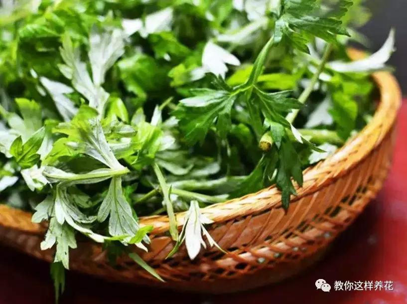 屋里阴冷适合养什么花,密封房间养什么花去味