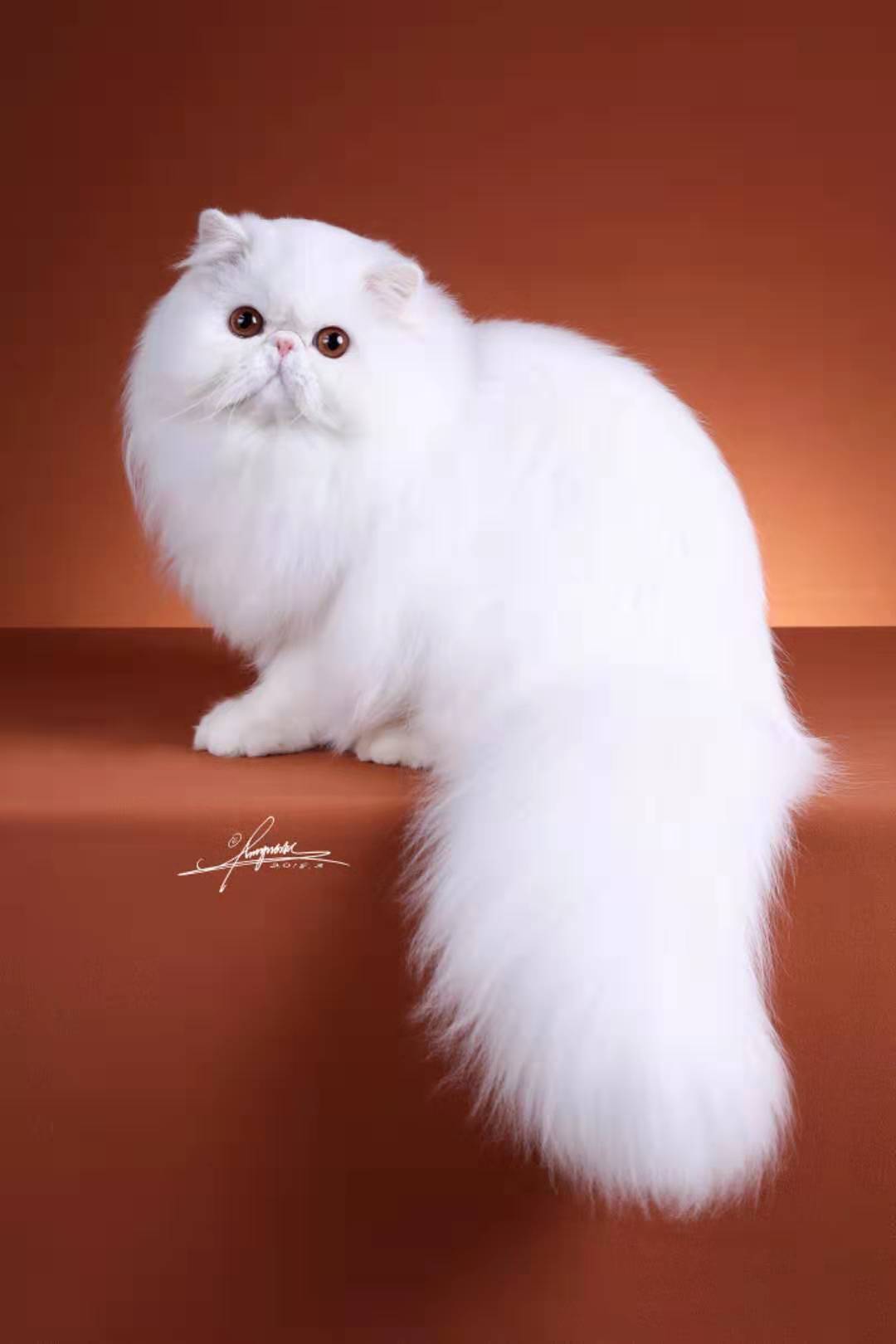 最好看的猫爪杯,猫爪杯好抽吗