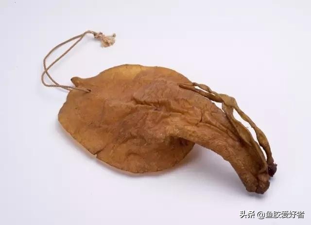 初次接触鱼胶怎么选,买鱼胶要注意什么