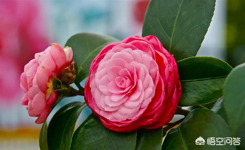 植物浇水太多水黄怎么办,绿植大盆栽水浇多了怎么办