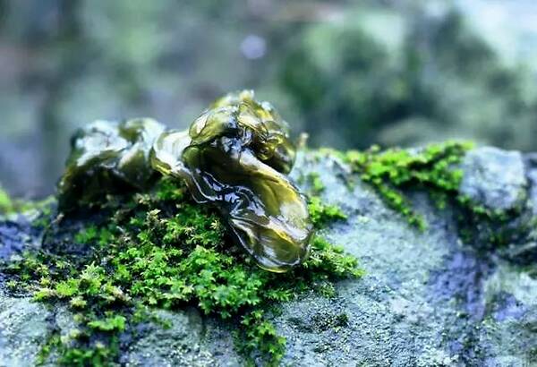 雷公屎有什么药用价值,雷公屎是什么东西