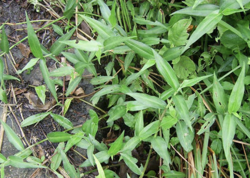 野外的1种杂草,一种野草地下有黑色果子