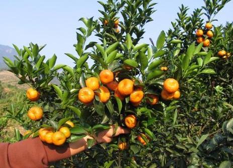 沙糖桔为什么是杀人桔呢,沙糖桔为什么是杀人桔