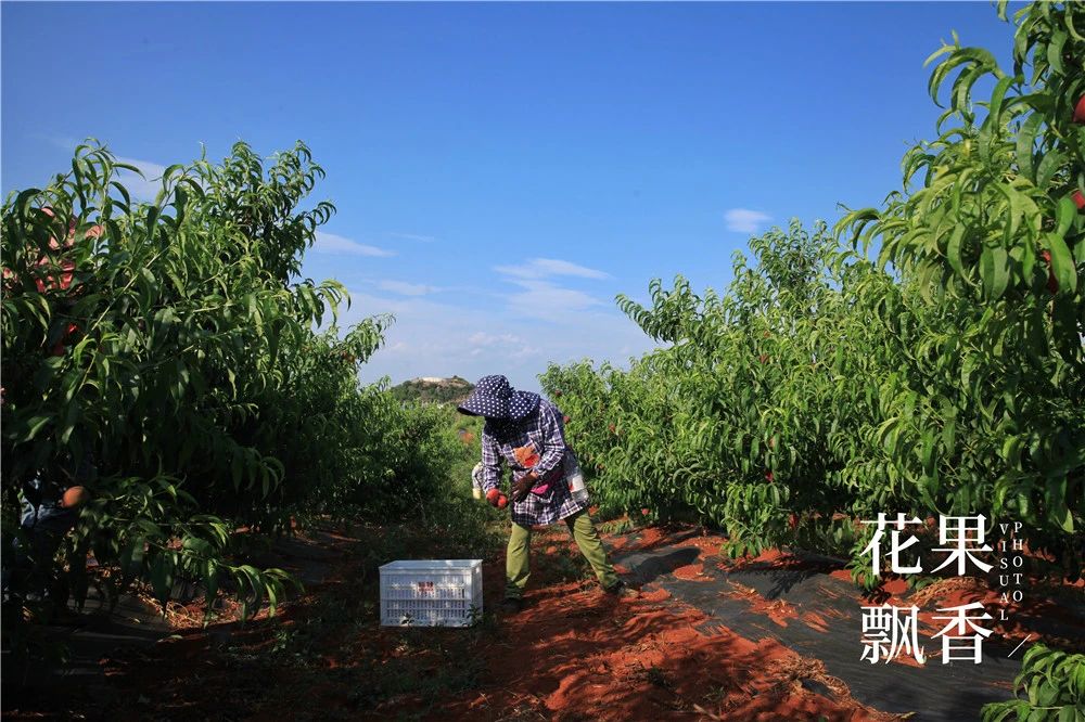 果园防雹网一亩地要多少钱,果园防雹网支架安装尺寸