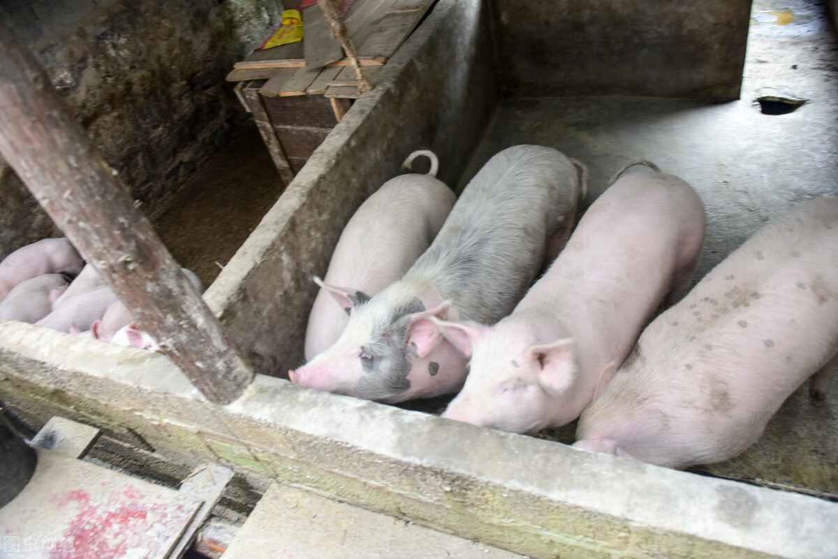 预测猪价回升在2023年还是2024年,预测猪价下周走势