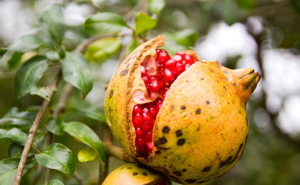 石榴上色裂果什么原因怎么防治,石榴裂果什么原因怎么防治