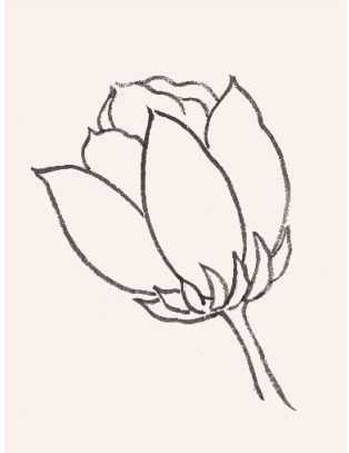 牡丹切瓣花国画画法,国画山茶花花瓣画法