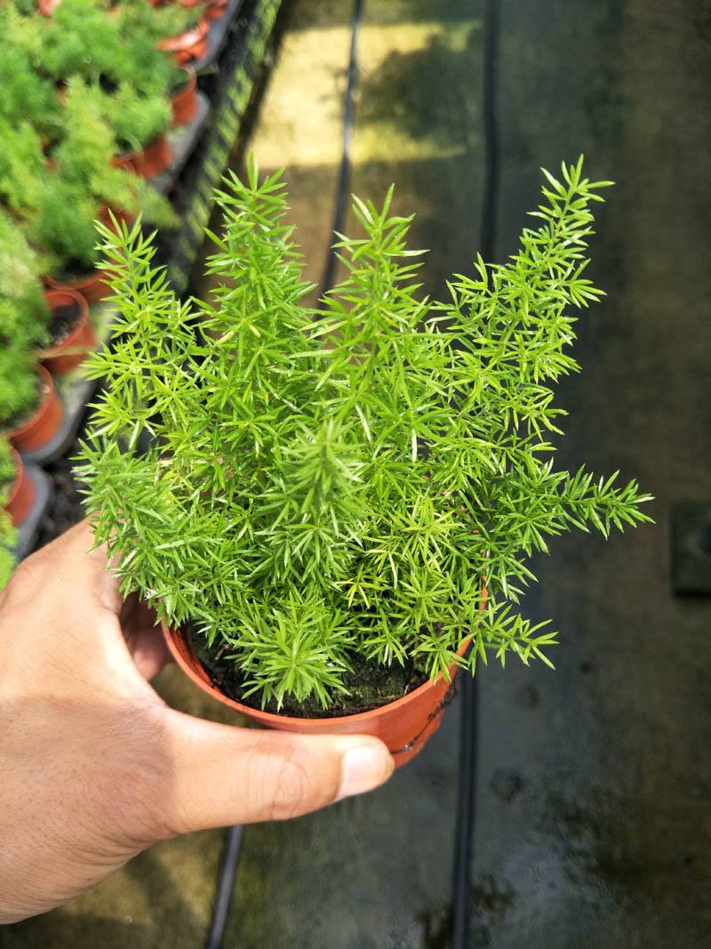 狐尾竹怎么养殖,凤尾竹怎么养能开花爆盆