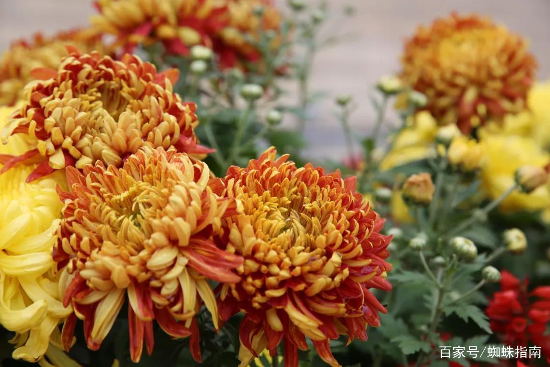 重阳节赏菊花的介绍,赏菊打卡好去处