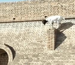 冷知识10个颠覆你认知的日本文 (古代100个绝对颠覆你认知的冷知识)