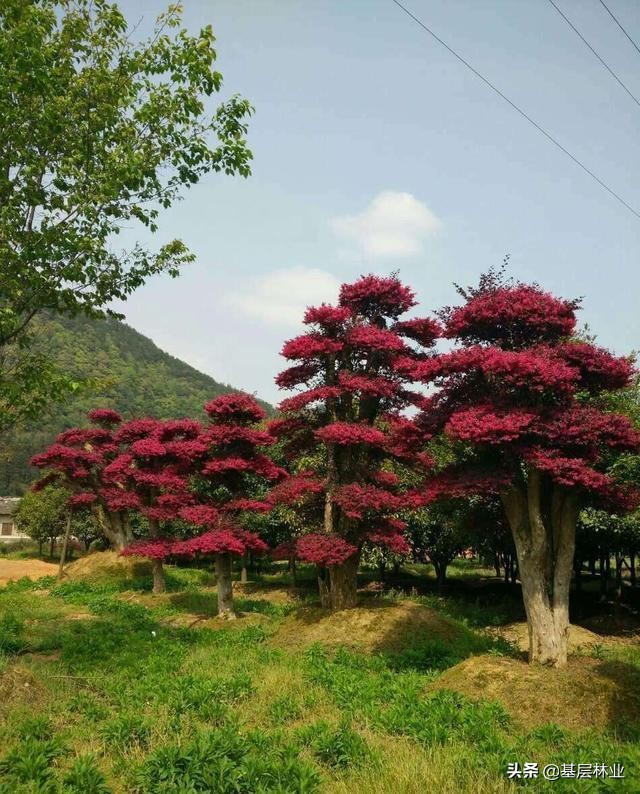 红花檵木观赏特性和园林用途,红花檵木绿化带怎么种