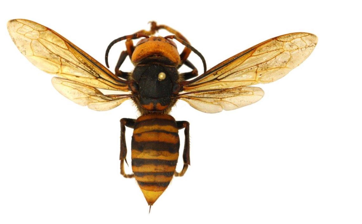 杀人大黄蜂是真的入侵美国了吗,杀人大黄蜂是什么
