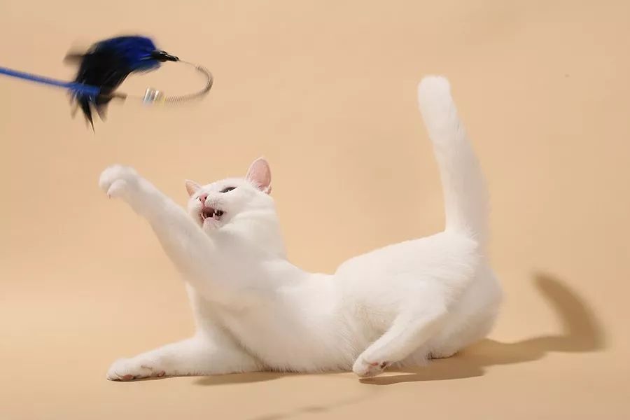 一心|猫能改善你的抑郁症吗？