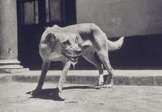 古代没有疫苗被疯狗咬怎么办,古代人没有狂犬疫苗怎么治