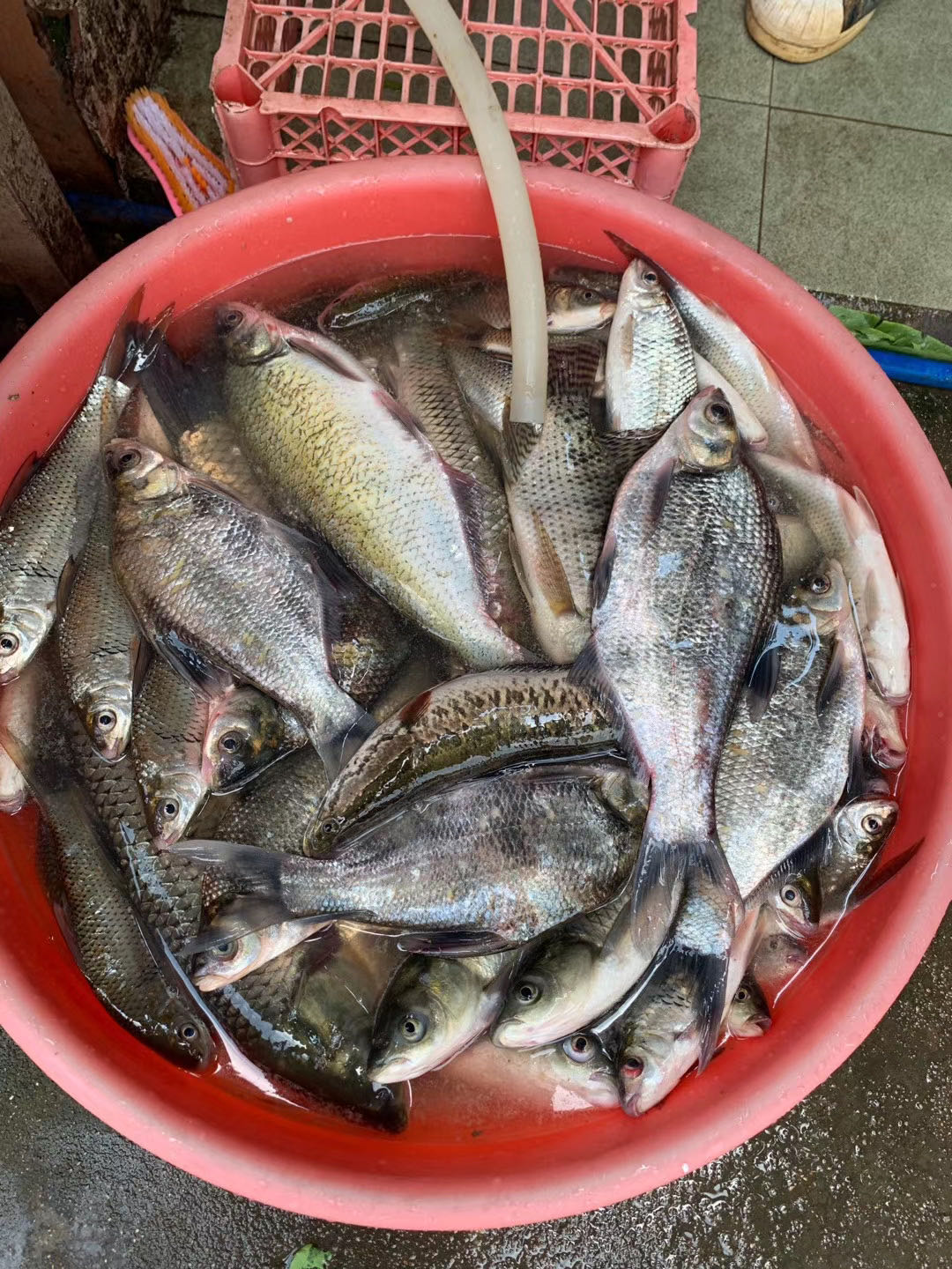 什么风向好钓鱼东南风钓鱼怎样,春夏交替钓鱼什么风向好钓鱼