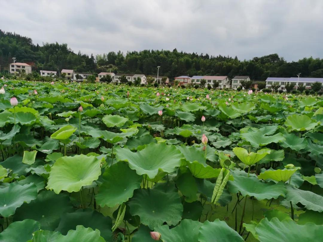 最近正宗浏阳蒸菜店,浏阳蒸菜生意火爆的小店