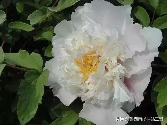 牡丹十大品种九大花系,牡丹进口品种图片及名称