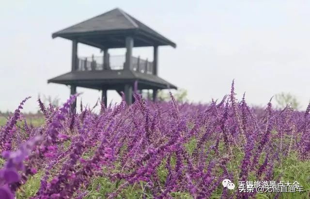 无锡哪里有看花海的景点,无锡秋季花海旅游景点