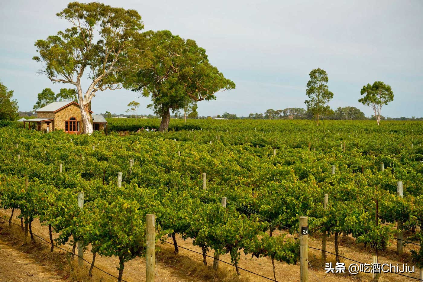 中国人喝葡萄酒,中国人喝的最多的茶