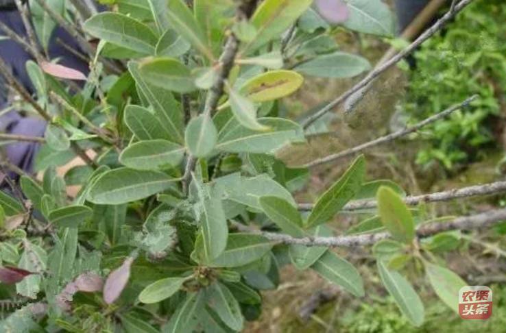 种植杨梅树多少平米一棵,杨梅树庭院种植位置图片