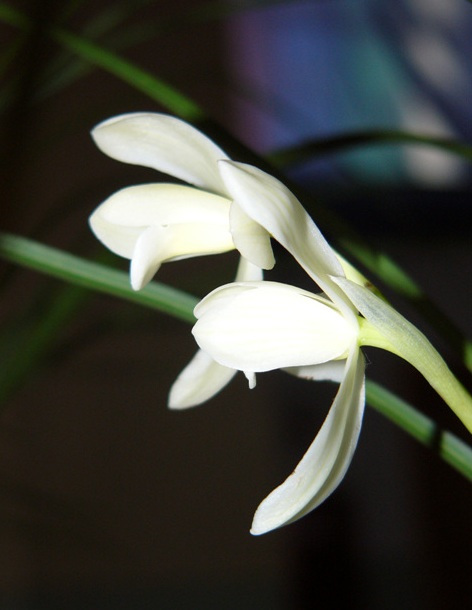 兰花名贵品种永怀素价格,莲瓣兰永怀素兰花价格