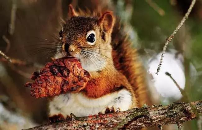 长沙松鼠园游玩攻略,端午长沙再成旅游热门目的地