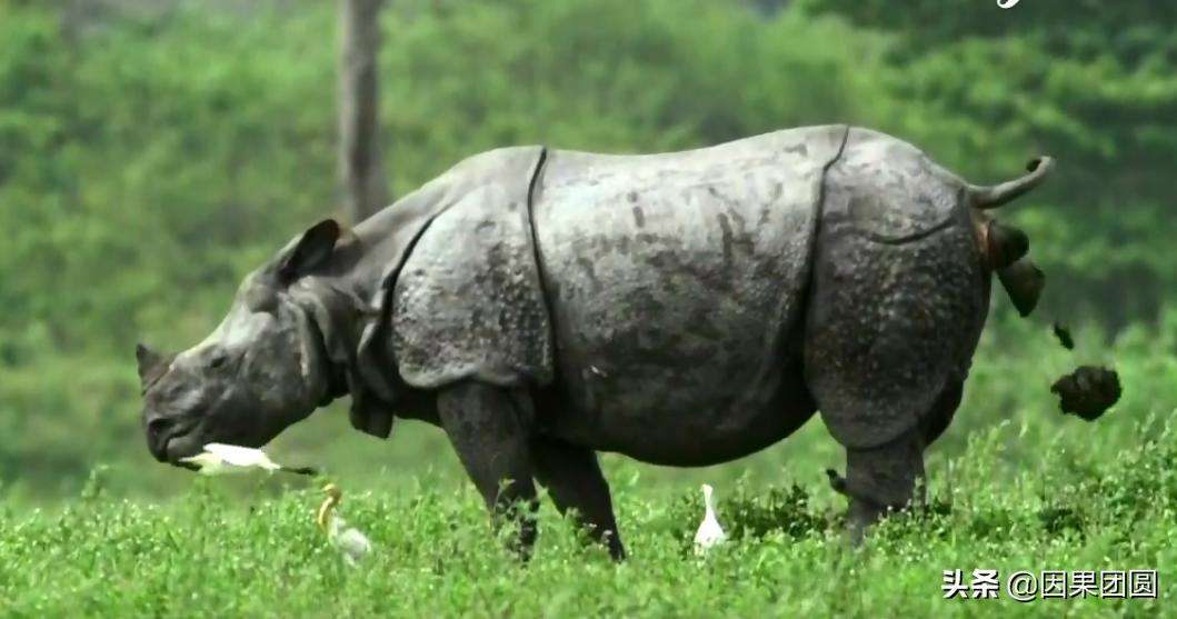 老虎杀犀牛全过程,老虎猎杀犀牛过程