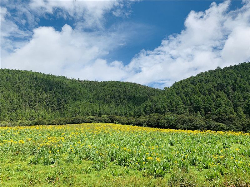 普达措碧塔海公园,普达措公园碧塔海风景区