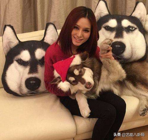 王思聪多少钱买的鸭子,王思聪买的什么鸭