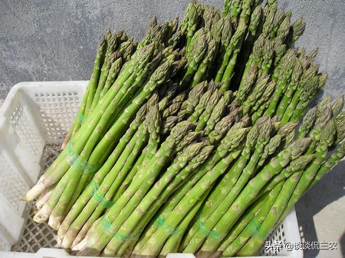 被誉为“蔬菜之王”，种1次收10年，售价8元1斤，为啥种的人少