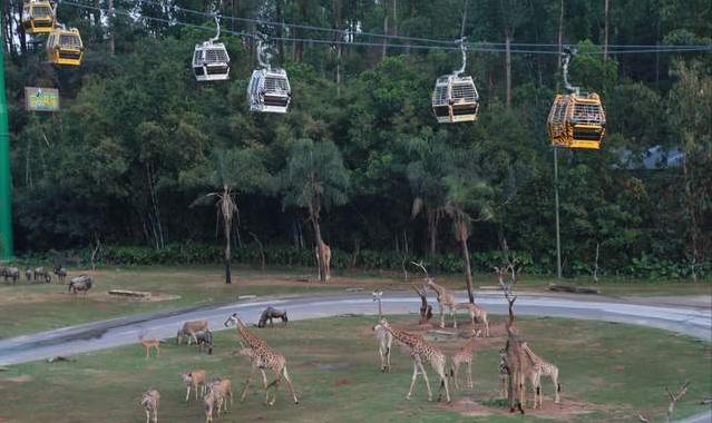 广州长隆四天三晚旅游推荐,4天去广州长隆和珠海看海怎么玩